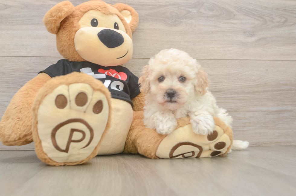 7 week old Maltipoo Puppy For Sale - Simply Southern Pups