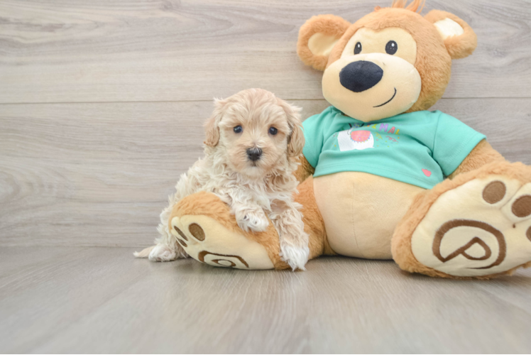 Best Maltipoo Baby