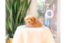 Cute Maltipoo Baby