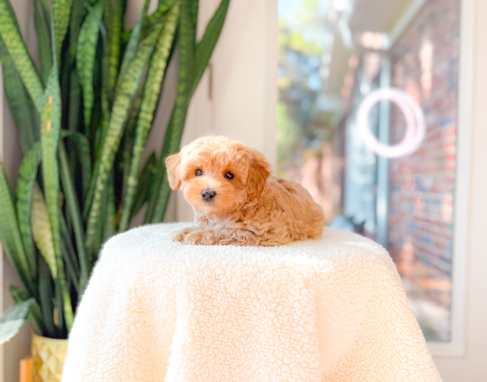 Cute Maltipoo Baby
