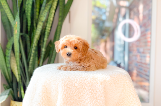 Cute Maltipoo Baby