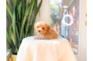 Best Maltipoo Baby