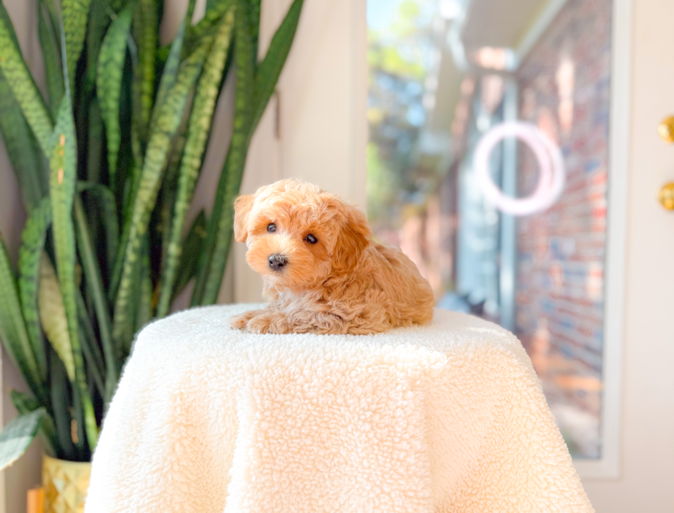 Best Maltipoo Baby