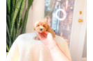 Maltipoo Pup Being Cute