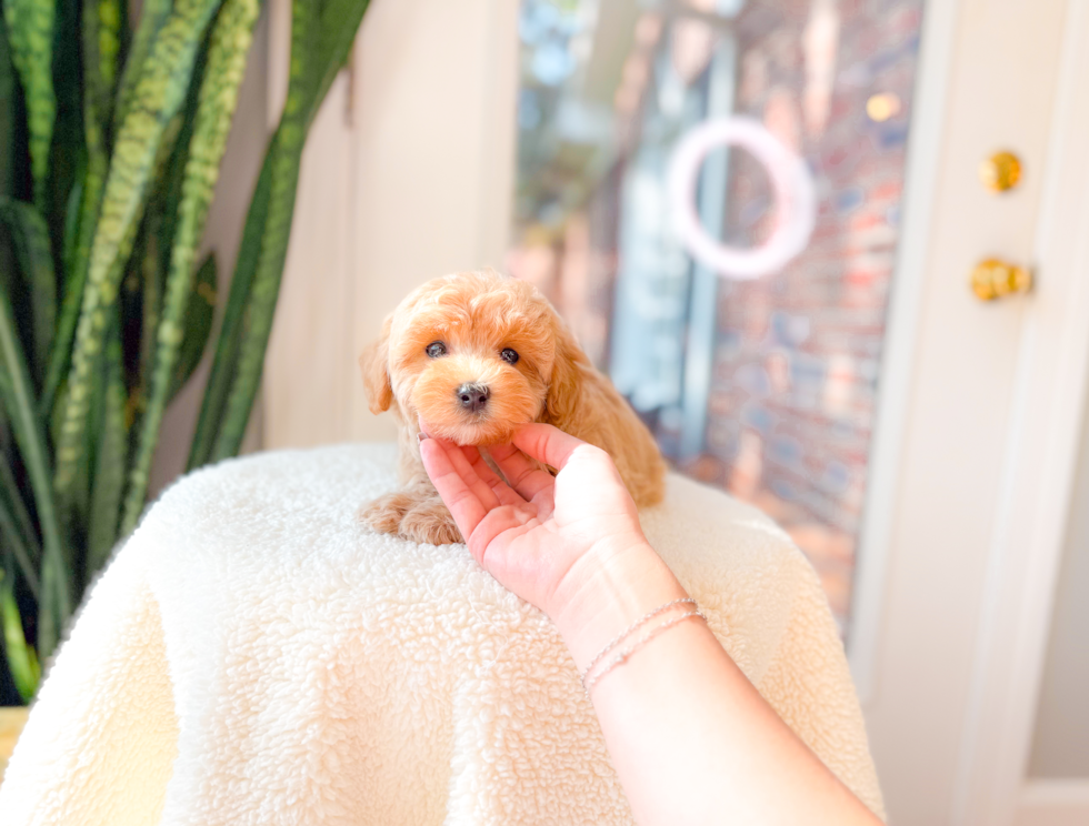 Maltipoo Pup Being Cute