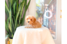 Maltipoo Puppy for Adoption