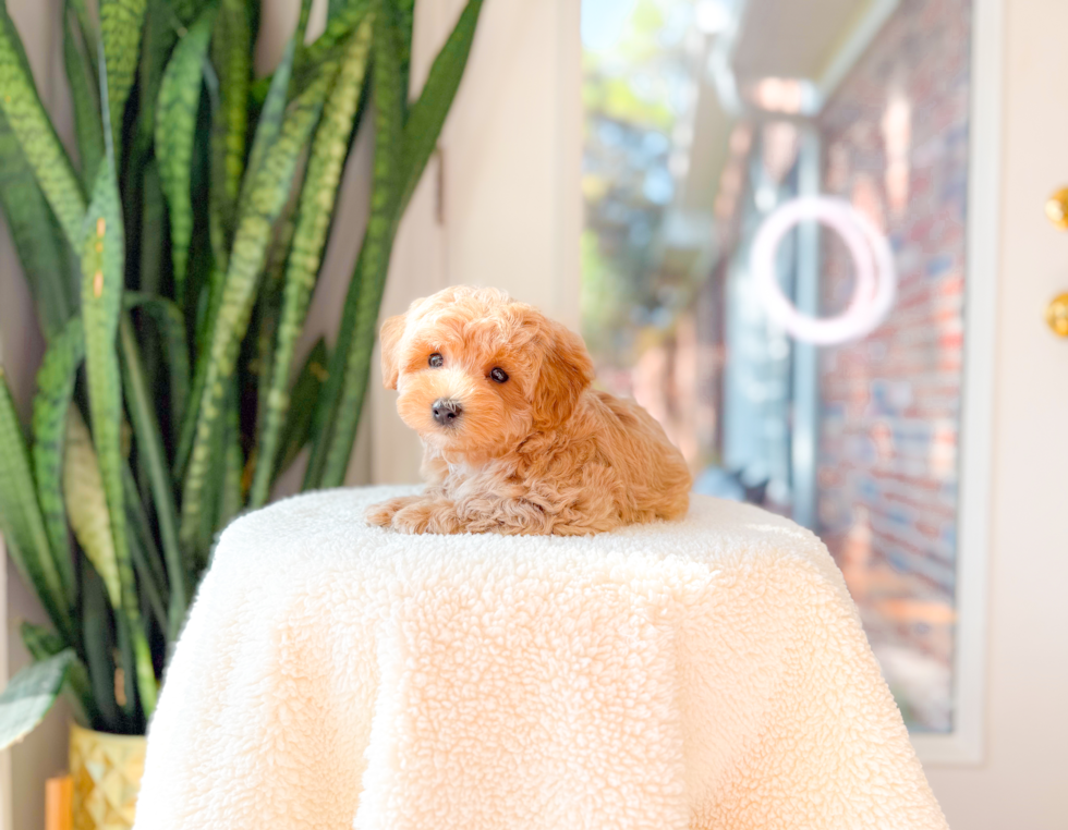 Maltipoo Puppy for Adoption