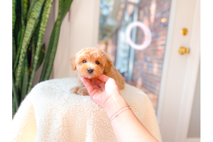 Cute Maltipoo Baby