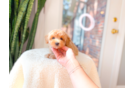 Cute Maltipoo Baby