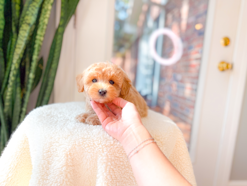 Cute Maltipoo Baby