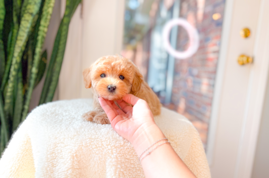Cute Maltipoo Baby