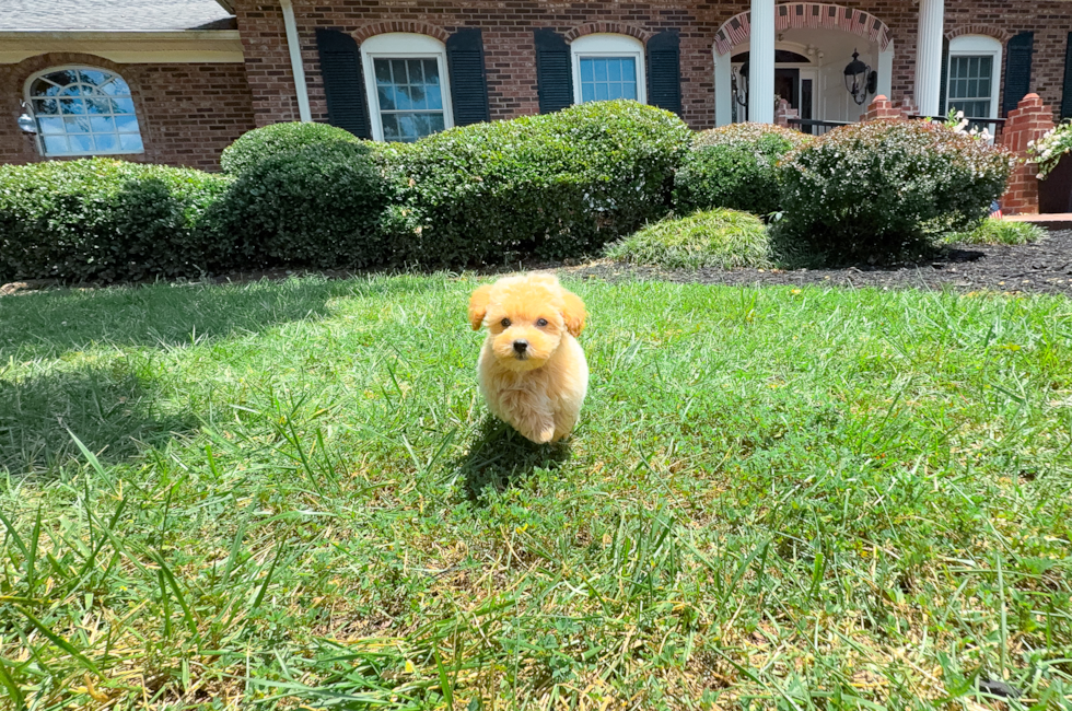 9 week old Maltipoo Puppy For Sale - Simply Southern Pups