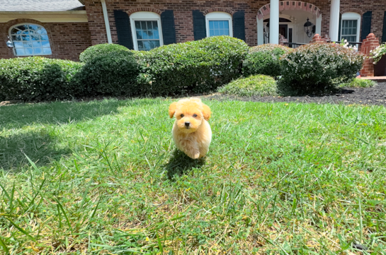 Cute Malt a Poo Poodle Mix Puppy