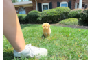 Cute Malt a Poo Poodle Mix Puppy