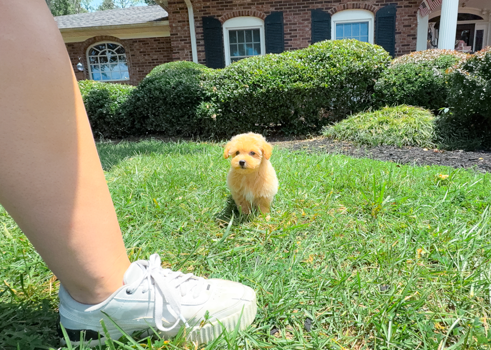 Cute Malt a Poo Poodle Mix Puppy
