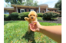 Maltipoo Pup Being Cute