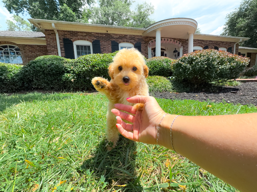 Maltipoo Pup Being Cute
