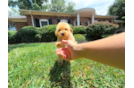 Maltipoo Puppy for Adoption