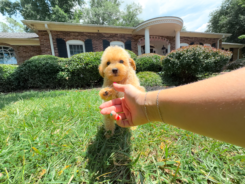 Maltipoo Puppy for Adoption