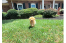 Cute Maltipoo Poodle Mix Pup
