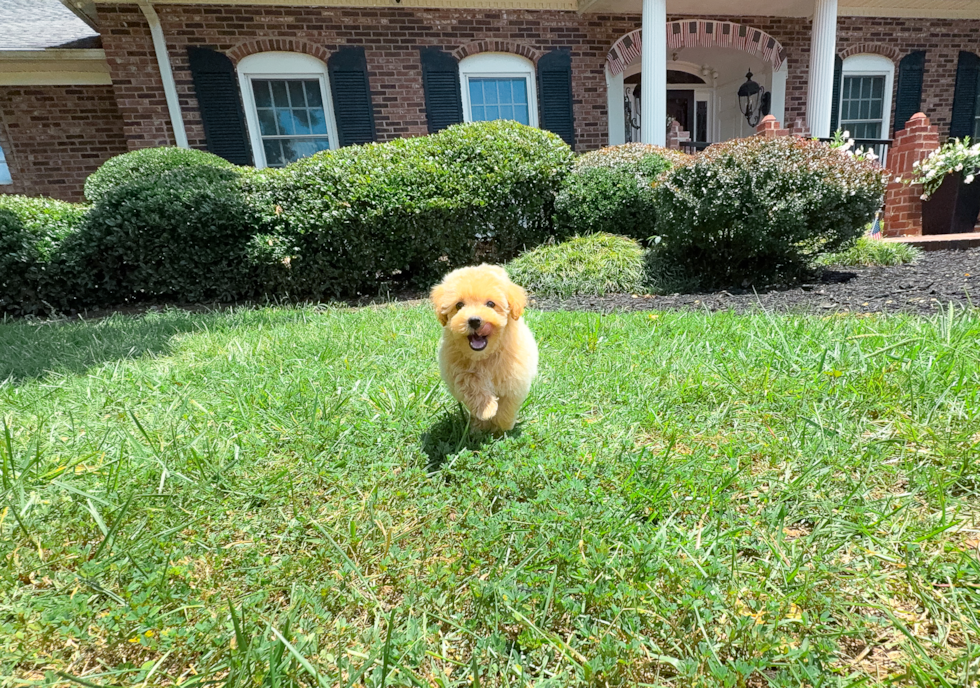 Cute Maltipoo Poodle Mix Pup