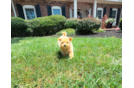 Cute Malt a Poo Poodle Mix Puppy