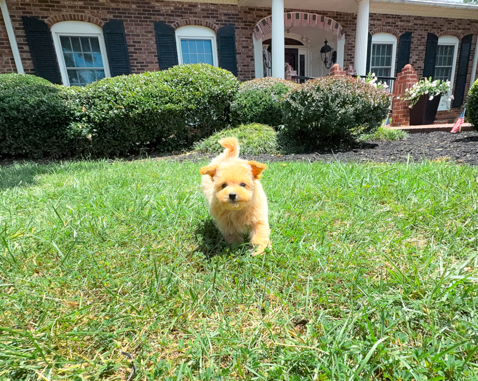 Cute Malt a Poo Poodle Mix Puppy
