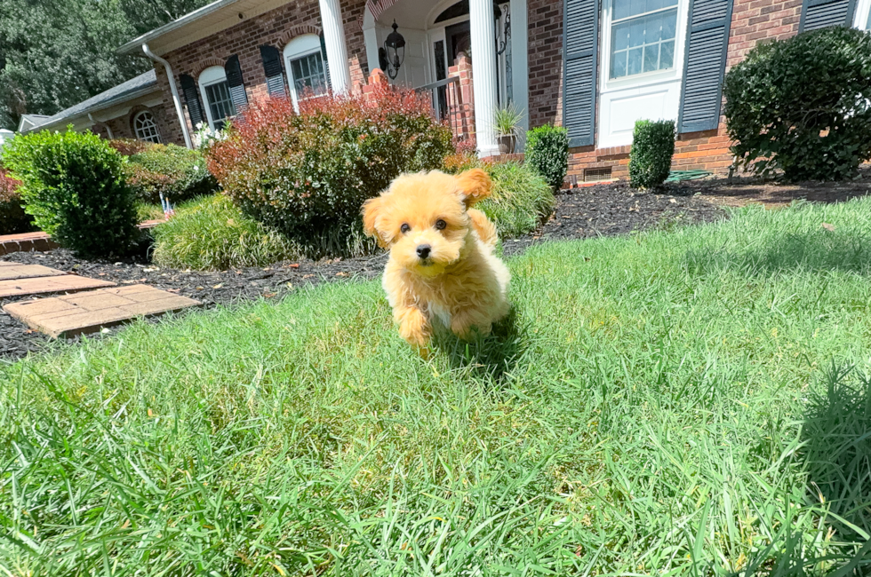 13 week old Maltipoo Puppy For Sale - Simply Southern Pups