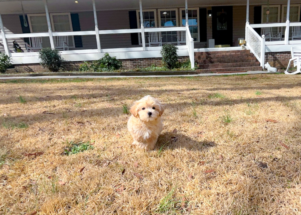 Best Maltipoo Baby