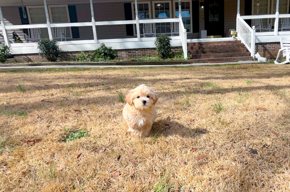 9 week old Maltipoo Puppy For Sale - Simply Southern Pups