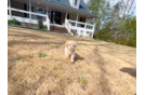 Cute Maltipoo Poodle Mix Pup