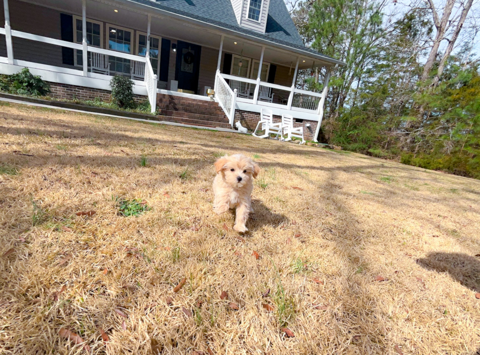 Cute Maltipoo Poodle Mix Pup