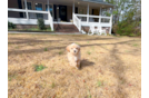 Cute Maltipoo Baby