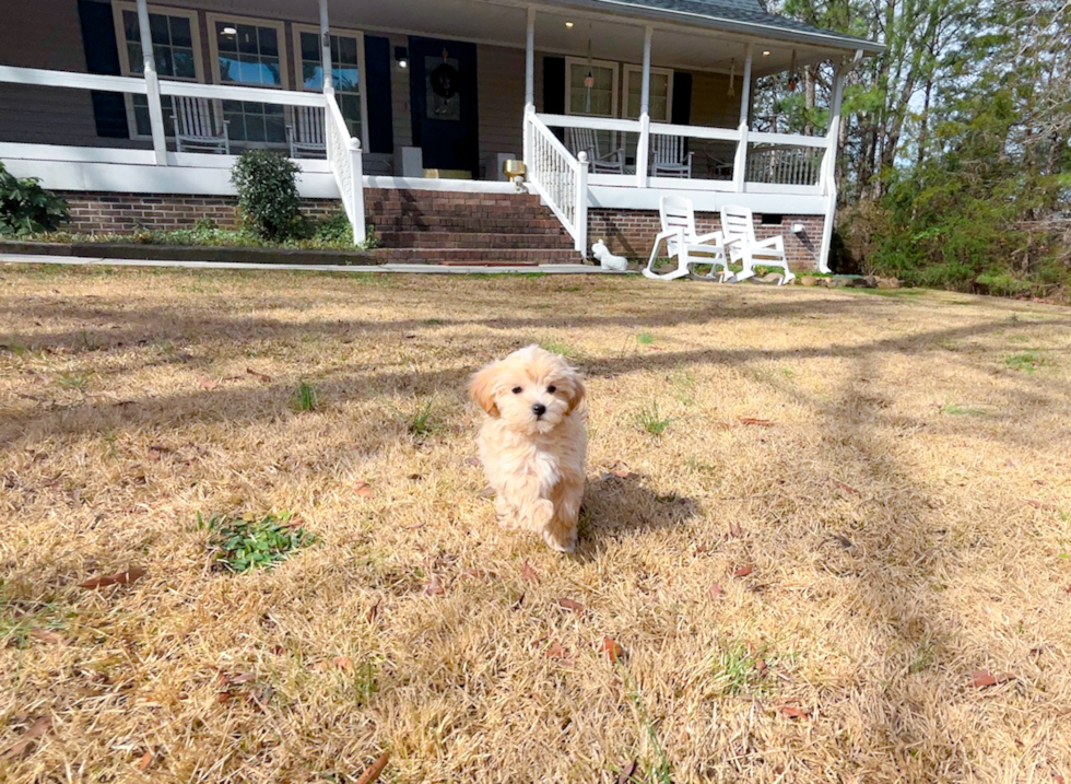 Cute Maltipoo Baby