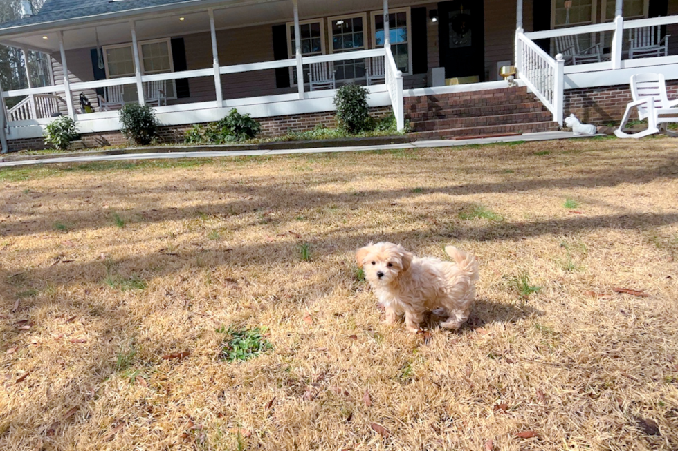 Best Maltipoo Baby