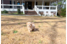 Cute Maltipoo Poodle Mix Pup