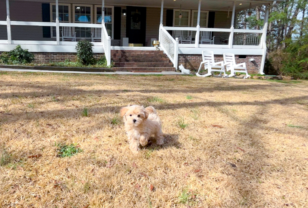 Cute Maltipoo Poodle Mix Pup