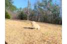 Cute Maltipoo Poodle Mix Pup