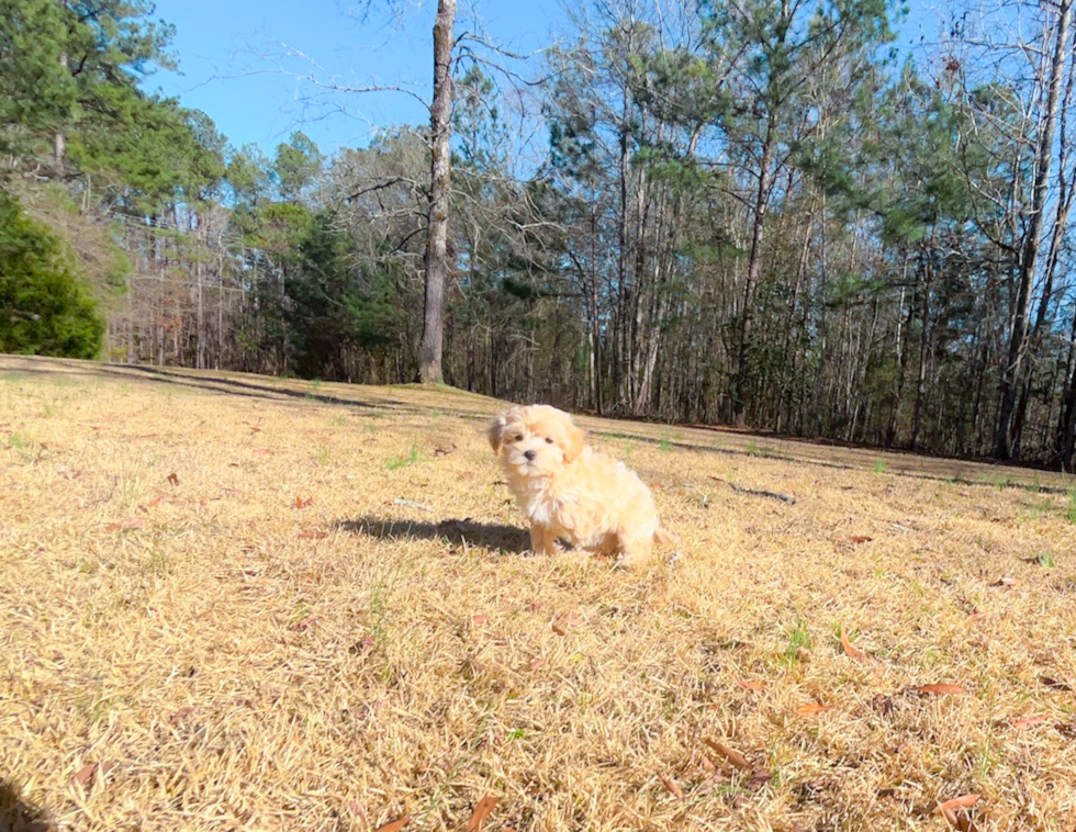 Cute Maltipoo Poodle Mix Pup