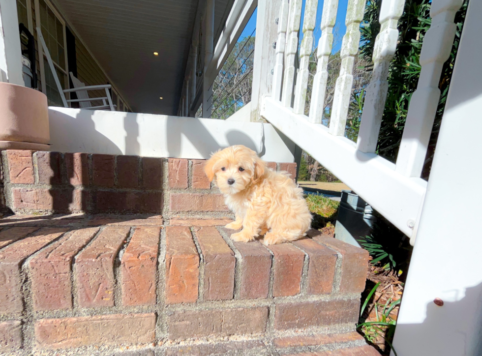 Cute Maltipoo Baby