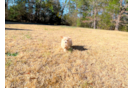 Maltipoo Pup Being Cute