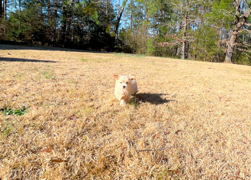 Maltipoo Pup Being Cute