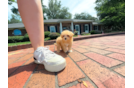 Cute Maltipoo Baby