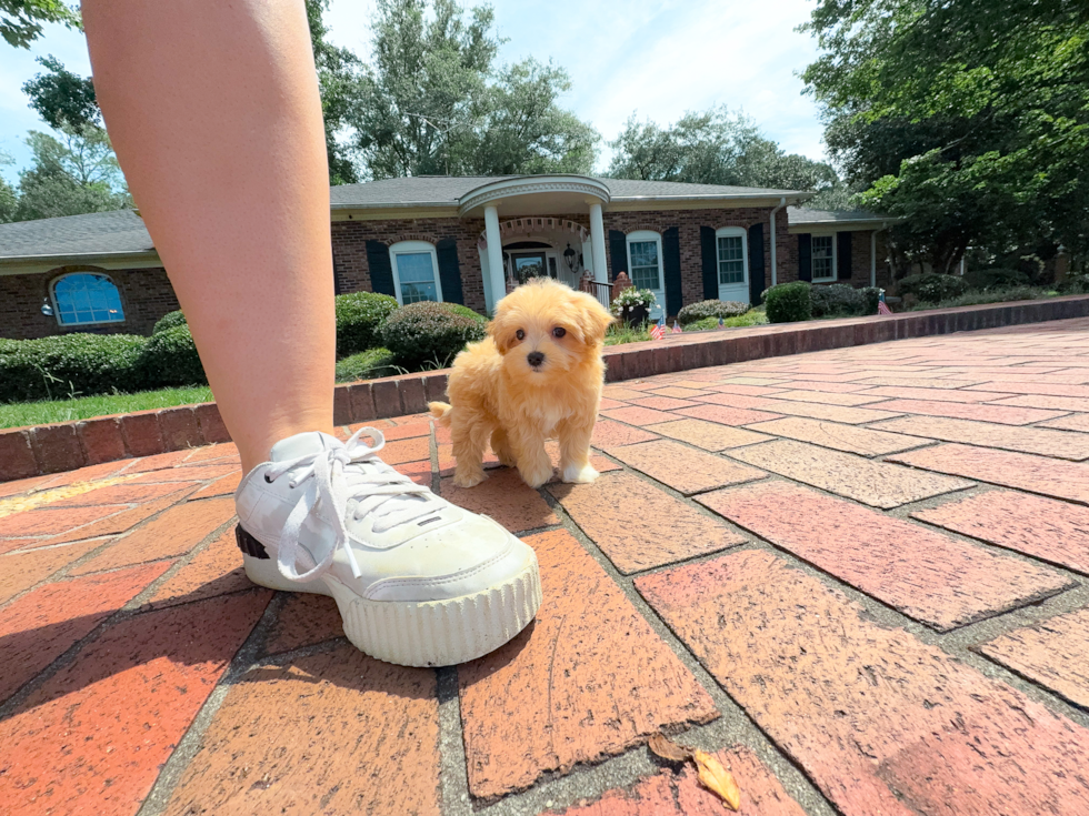 Cute Maltipoo Baby
