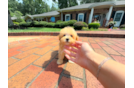 Cute Malt a Poo Poodle Mix Puppy