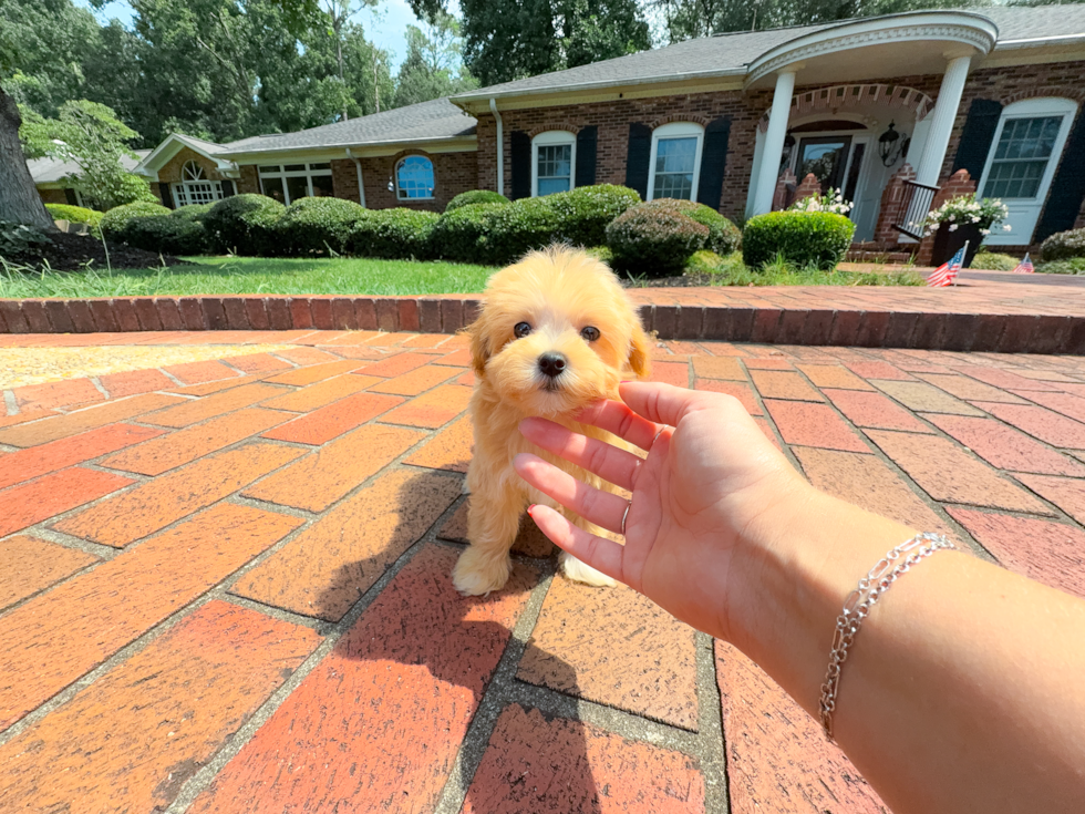 Cute Malt a Poo Poodle Mix Puppy