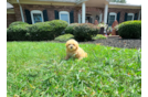 Cute Maltipoo Baby