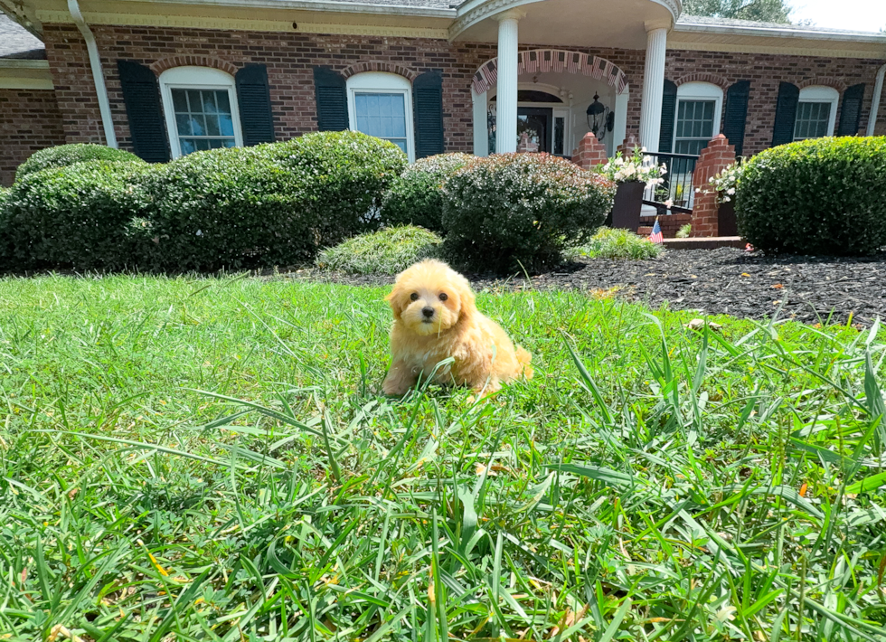 Cute Maltipoo Baby
