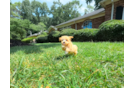 Maltipoo Pup Being Cute
