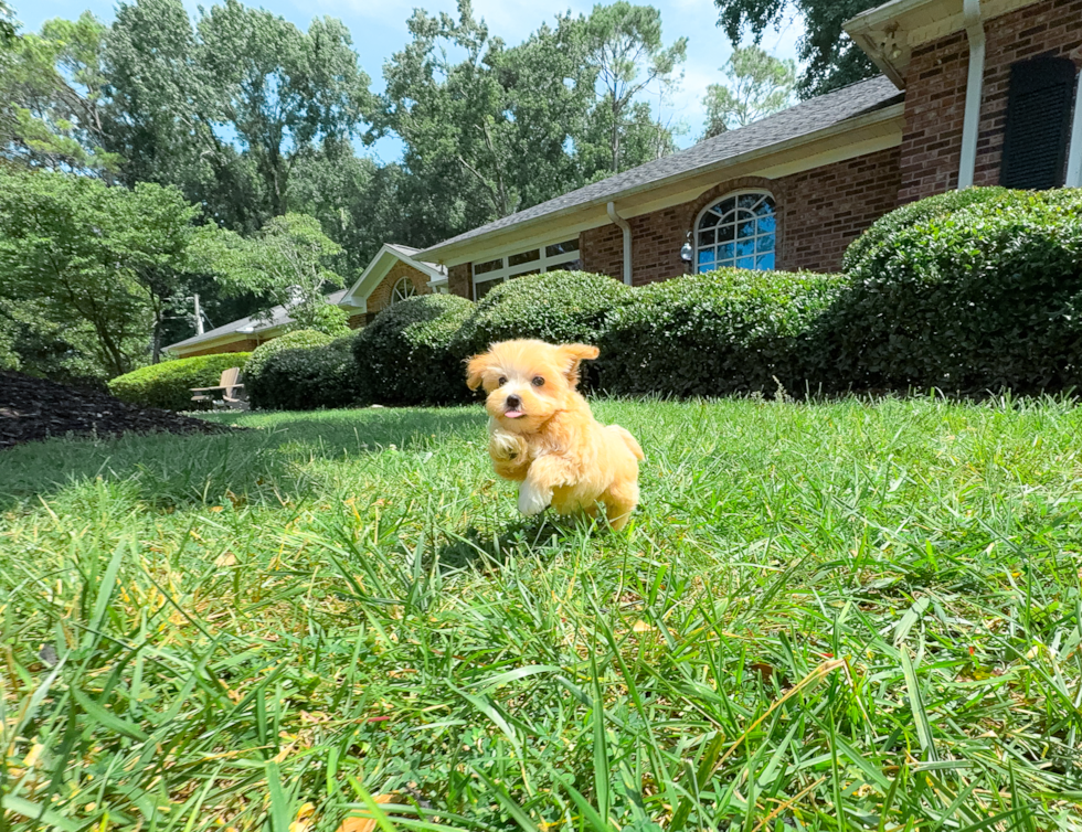 Maltipoo Pup Being Cute